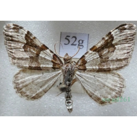 Xanthorhoe fluctuata (Linnaeus, 1758) Paśnik chrzaniak Czech52g